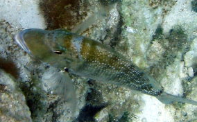 Sheepshead Porgy - Calamus penna