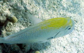 Sheepshead Porgy - Calamus penna