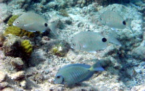 Silver Porgy - Diplodus argenteus