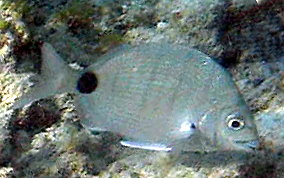 Silver Porgy - Diplodus argenteus