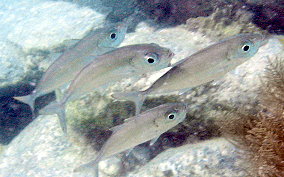 Bigeye Scad - Selar crumenophthalmus