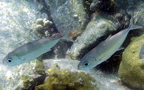 Bigeye Scad - Selar crumenophthalmus