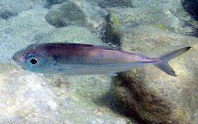 Bigeye Scad - Selar crumenophthalmus