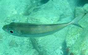 Bigeye Scad - Selar crumenophthalmus