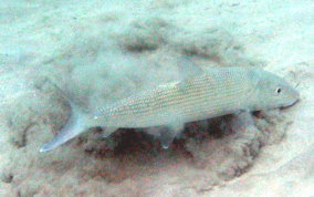 Bonefish - Albula vulpes