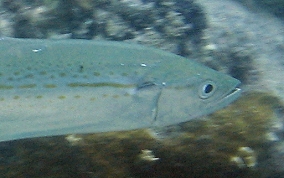 Cero Mackerel - Scomberomorus regalis 