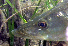 Common Snook - Centropomus undecimalis