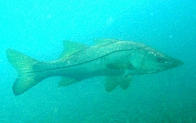 Common Snook - Centropomus undecimalis