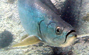 Tarpon - Megalops atlanticus 