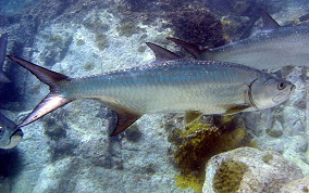 Tarpon - Megalops atlanticus 