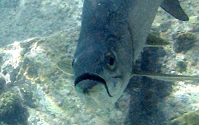 Tarpon - Megalops atlanticus 