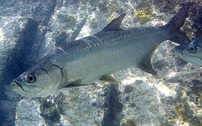 Tarpon - Megalops atlanticus 