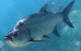 Tarpon - Megalops atlanticus 