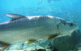 Tarpon - Megalops atlanticus 