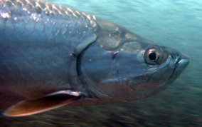 Tarpon - Megalops atlanticus 