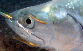 Tarpon - Megalops atlanticus 