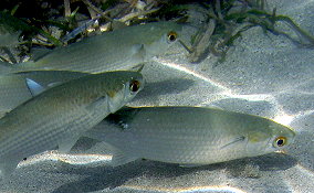 White Mullet - Mugil curema