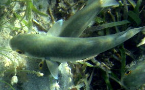 White Mullet - Mugil curema