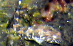 Long or Chevron Clingfish - Tomicodon