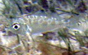 Mottled Mojarra -  Eucinostomus lefroyi