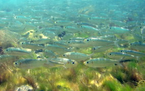 Red-ear Herring - Harengula humerali