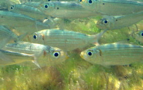 Red-ear Herring - Harengula humerali