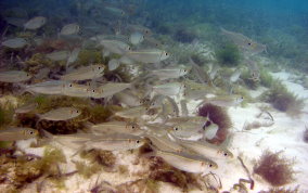 Red-ear Herring - Harengula humerali