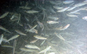 Red-ear Herring - Harengula humerali