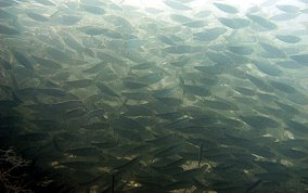 Red-ear Herring - Harengula humerali