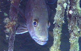 Cubera Snapper - Lutjanus cyanopterus