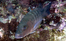 Cubera Snapper - Lutjanus cyanopterus