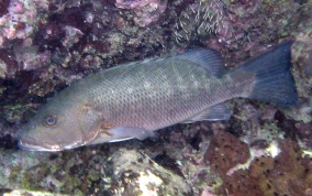 Cubera Snapper - Lutjanus cyanopterus