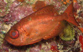 Glass Eyed Snapper - Heteropriacanthus cruentatus