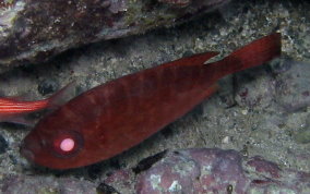 Glass Eyed Snapper - Heteropriacanthus cruentatus