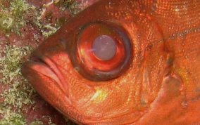 Glass Eyed Snapper - Heteropriacanthus cruentatus