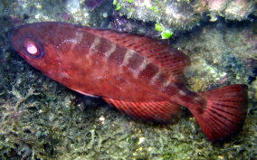 Glass Eyed Snapper - Heteropriacanthus cruentatus