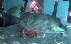 Gray Snapper - Lutjanus griseus