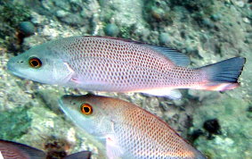 Gray Snapper - Lutjanus griseus