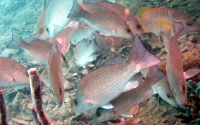 Gray Snapper - Lutjanus griseus