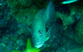 Lane Snapper - Lutjanus synagris