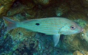 Lane Snapper - Lutjanus synagris