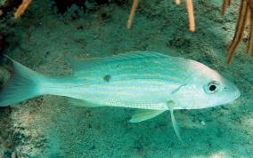 Lane Snapper - Lutjanus synagris