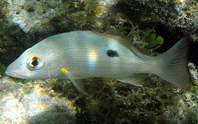 Mahogany Snapper - Lutjanus mahogoni