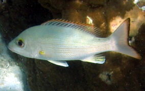 Mahogany Snapper - Lutjanus mahogoni