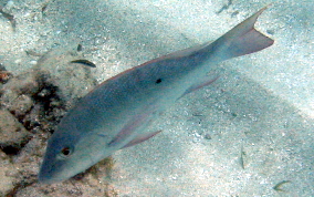 Mutton Snapper - Lutjanus analis