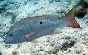 Mutton Snapper - Lutjanus analis