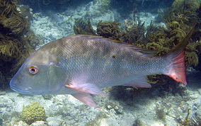 Mutton Snapper - Lutjanus analis