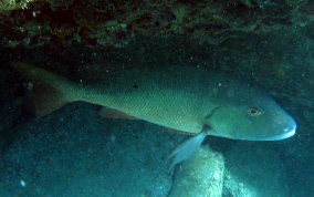 Mutton Snapper - Lutjanus analis