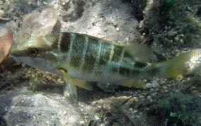 Schoolmaster Snapper - Lutjanus apodus