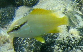 Schoolmaster Snapper - Lutjanus apodus